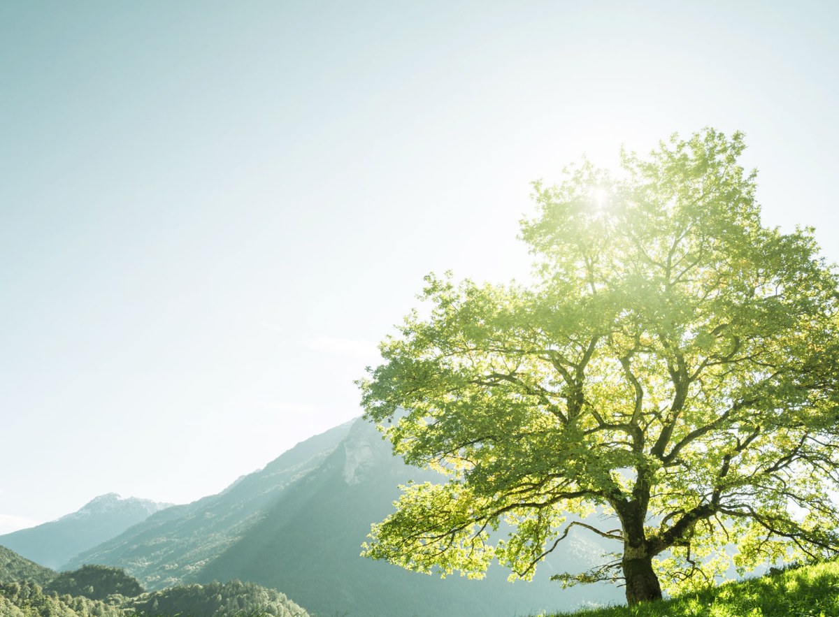 Alter Baum auf grüner Wiese: Sinnbild für die Bodenschätze von Terra Bodenbeläge